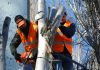 When to Consider Using a Tree Felling Company When To Consider Using A Tree Felling Company