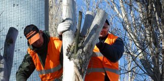 When To Consider Using A Tree Felling Company