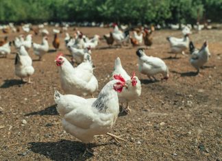 Top Tips to Start a South African Chicken Farm South African Chicken Farm