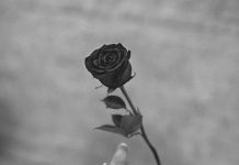 Charitable Giving and Philanthropy: A Primer Charitable Giving and Philanthropy: A Primer