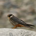 5 Strategies to Turn Your Hobby Into an Income Stream 5 Strategies to Turn Your Hobby Into an Income Stream