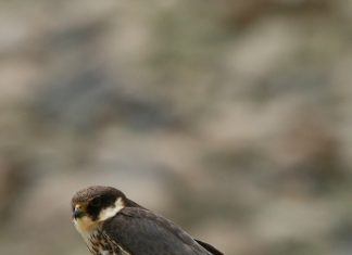 5 Strategies to Turn Your Hobby Into an Income Stream