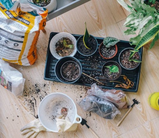 Gardening: A Primer for the Green Thumbed and the Botanically Curious